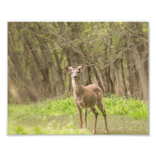 Buck in Fresh Velvet Foto Afdruk (Voorkant)