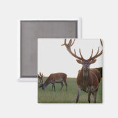 Buck Magnet (Voorkant / Achterkant)