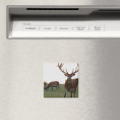 Buck Magnet (Insitu (Vaatwasser))