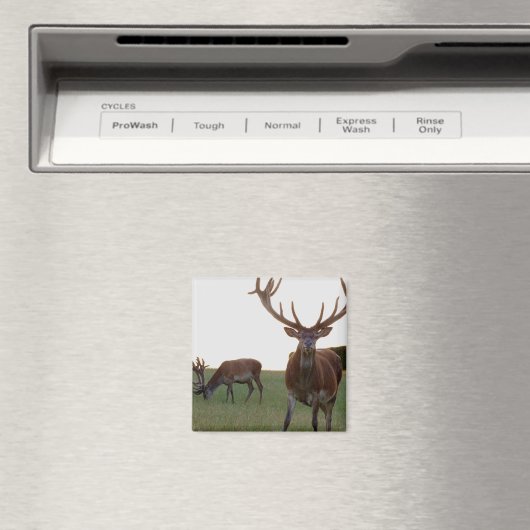 Buck Magnet (Insitu (Vaatwasser))