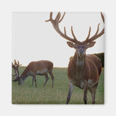 Buck Magnet (Voorkant)