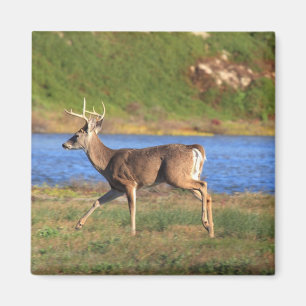 Buck Magnet