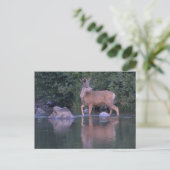 Buck Mule Deer in Velvet Morning Crossing Briefkaart (Staand voorkant)