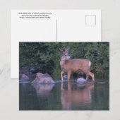 Buck Mule Deer in Velvet Morning Crossing Briefkaart (Voorkant / Achterkant)