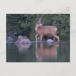 Buck Mule Deer in Velvet Morning Crossing Briefkaart