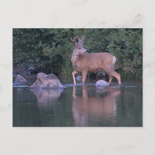 Buck Mule Deer in Velvet Morning Crossing Briefkaart (Voorkant)