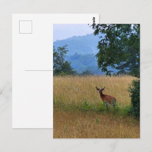 Buck Permanent in een veld Briefkaart (Voorkant / Achterkant)