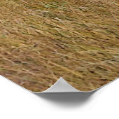 Buck Permanent in een veld Poster (Hoek)