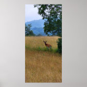 Buck Permanent in een veld Poster (Voorkant)