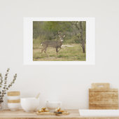 Buck. Poster (Keuken)