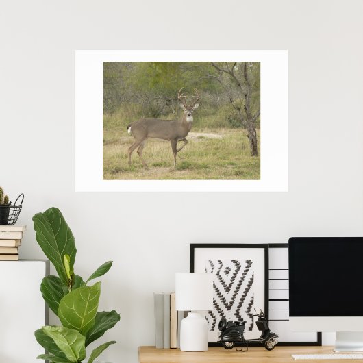 Buck. Poster (Thuiskantoor)