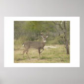 Buck. Poster (Voorkant)