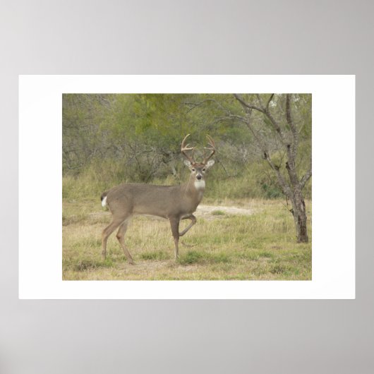 Buck. Poster (Voorkant)