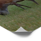 Buck Poster Print (Hoek)