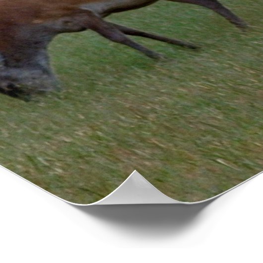 Buck Poster Print (Hoek)