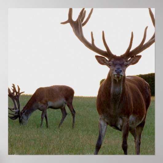 Buck Poster Print (Voorkant)