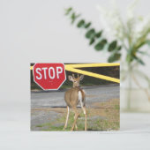 Buck Stop Briefkaart (Staand voorkant)