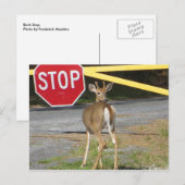 Buck Stop Briefkaart (Voorkant / Achterkant)