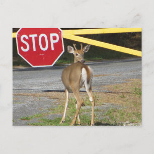 Buck Stop Briefkaart