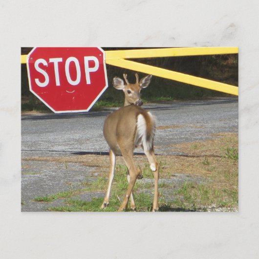 Buck Stop Briefkaart (Voorkant)