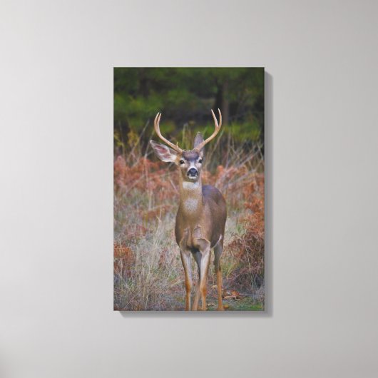 Buck stopt hier! canvas afdruk (Voorkant)