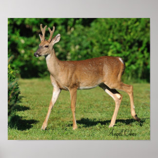 Buck van Angel Cher Poster