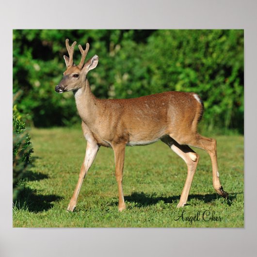 Buck van Angel Cher Poster (Voorkant)