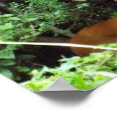 Buck White-tailed Deer Waarde Poster Papier (Mat) (Hoek)