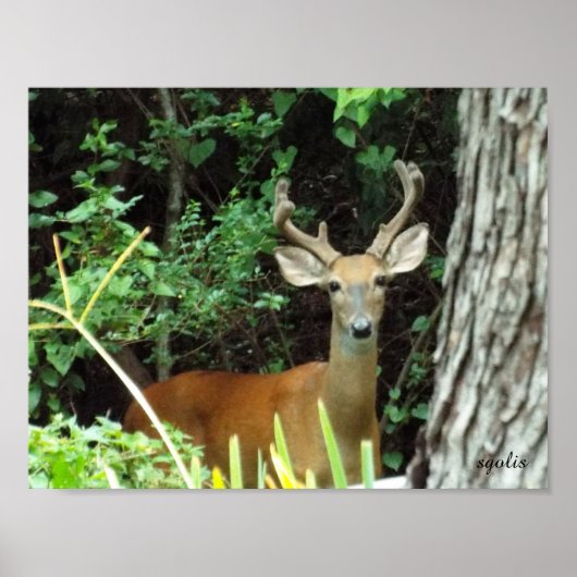Buck White-tailed Deer Waarde Poster Papier (Mat) (Voorkant)