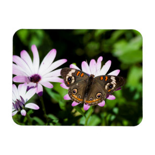 buckeyButterfly op Purple Flowers Magneet