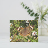 Buckeye Briefkaart (Staand voorkant)