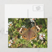 Buckeye Briefkaart (Voorkant / Achterkant)