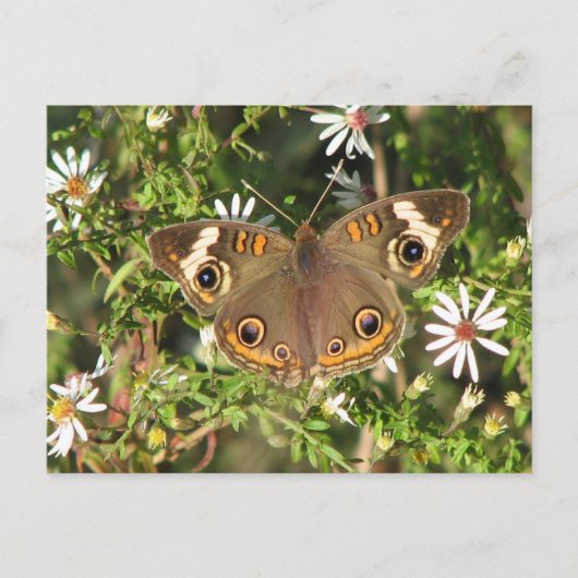 Buckeye Briefkaart (Voorkant)