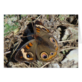 Buckeye Butterfly
