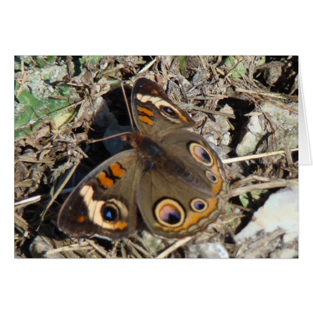 Buckeye Butterfly (Voorkant Horizontaal)