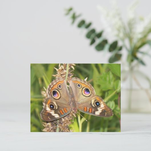 Buckeye Butterfly Briefkaart (Staand voorkant)