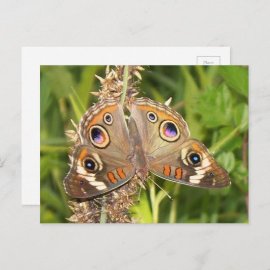 Buckeye Butterfly Briefkaart (Voorkant / Achterkant)