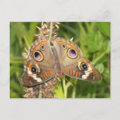 Buckeye Butterfly Briefkaart (Voorkant)