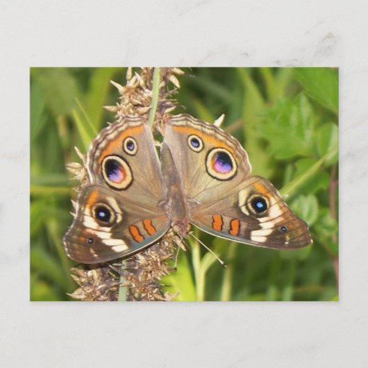 Buckeye Butterfly Briefkaart (Voorkant)
