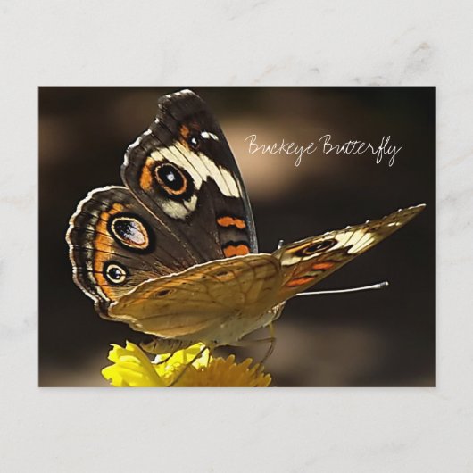 Buckeye Butterfly op een Gele Vloer met Tekst Briefkaart (Voorkant)
