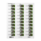 Buckeye Butterfly op Paarse Etiket (Full Sheet)