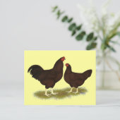 Buckeye Chickens Briefkaart (Staand voorkant)