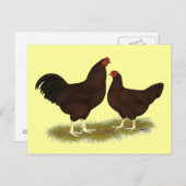 Buckeye Chickens Briefkaart (Voorkant / Achterkant)