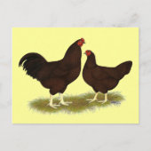 Buckeye Chickens Briefkaart (Voorkant)