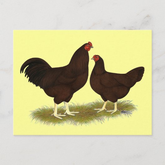 Buckeye Chickens Briefkaart (Voorkant)