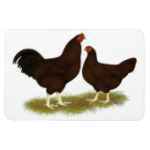 Buckeye Chickens Magneet (Horizontaal)