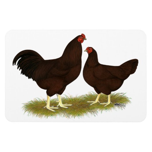 Buckeye Chickens Magneet (Horizontaal)