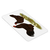 Buckeye Chickens Magneet (Rechterzijde)