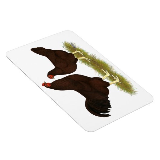 Buckeye Chickens Magneet (Rechterzijde)