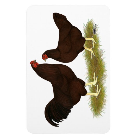 Buckeye Chickens Magneet (Verticaal)